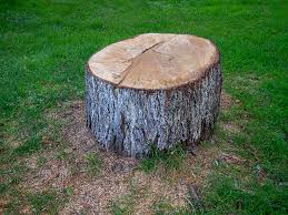 Best Tree Disease Treatment  in Brisbane, CA
