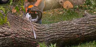 Best Leaf Removal  in Brisbane, CA