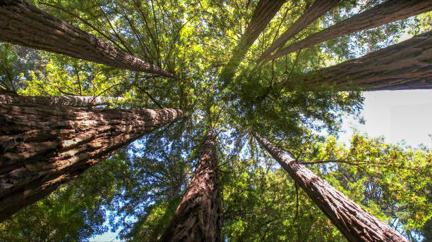 Best Tree Mulching  in Brisbane, CA