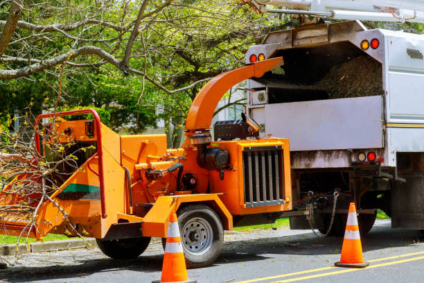 How Our Tree Care Process Works  in  Brisbane, CA