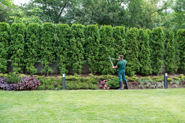 Best Grass Overseeding  in Brisbane, CA