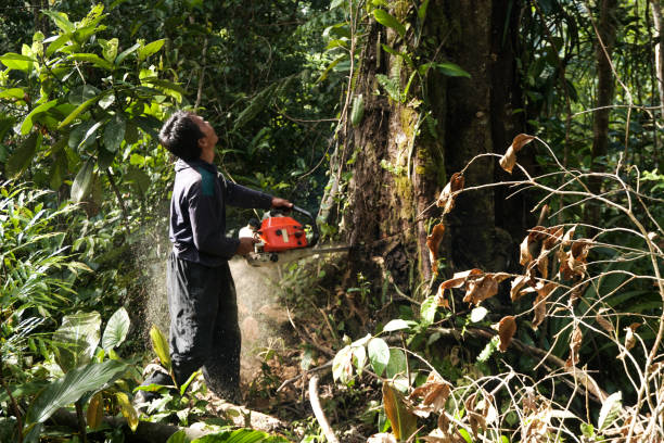 Best Pest Control for Lawns  in Brisbane, CA