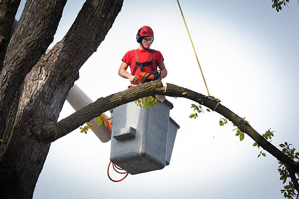 Best Tree Preservation Services  in Brisbane, CA