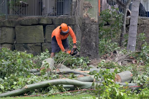 Reliable Brisbane, CA Tree Removal Solutions