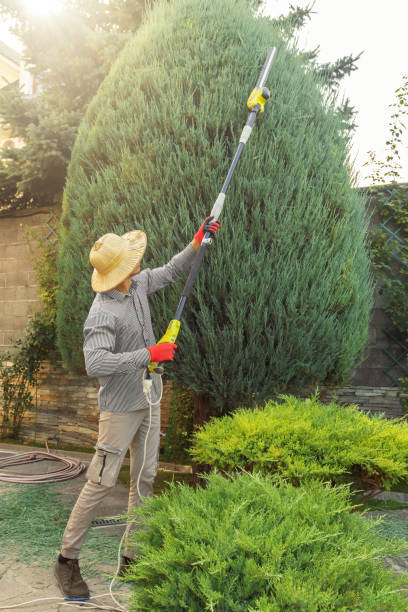 Best Storm Damage Tree Cleanup  in Brisbane, CA