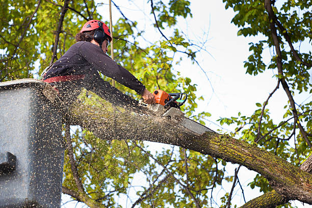Best Aeration Services  in Brisbane, CA